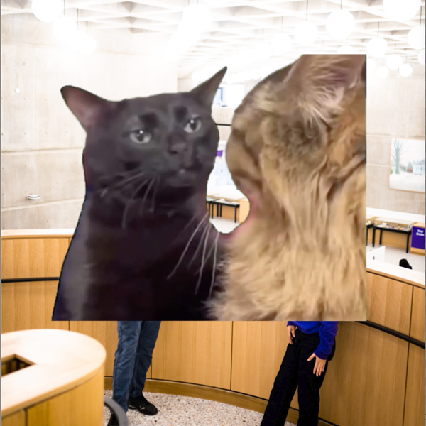 Western Libraries Undergraduate Research Awards (WLURA) promotion image of two cats